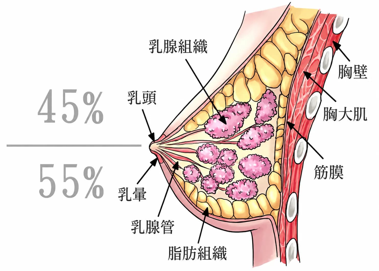 完美胸型的定義